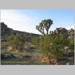 20060812_JoshuaYuccaTree_024 copia.jpg